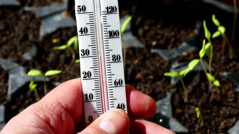 Germination and development temperature for plants, plant ambient temperature 库存影片 128328153