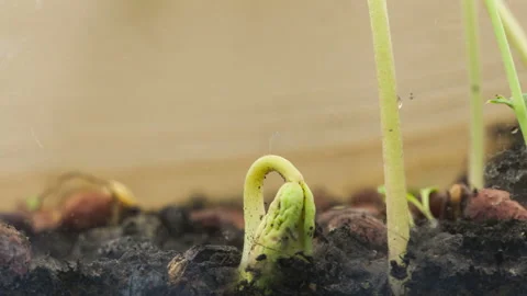 Germination of bean plants Stock-Footage 89419583