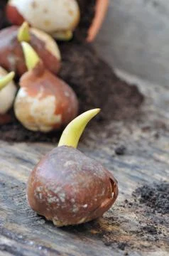 Germination of bulb Stock Photos