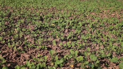 Germination of canola. Stock Footage 42257608
