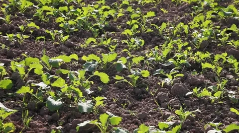 Germination of canola. Stock Footage 42257621