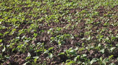 Germination of canola. Stock Footage 42257630