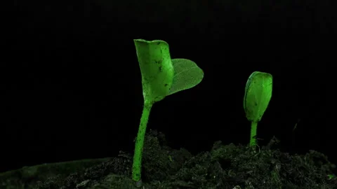 Germination of cucumber sprouts on a black background, time lapse, object Stock Footage 255735609