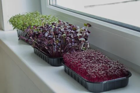 Germination of different cultures of microgreens using the hydroponics method at Stock Photos
