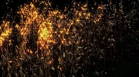 Germination Video stock 39861692