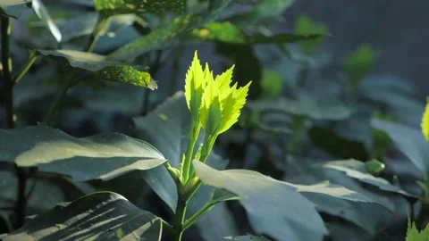 Germination Video stock 167424268