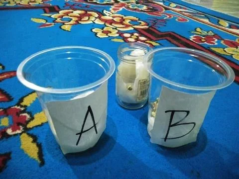 Germination with green beans in a plastic cup as a knowledge experiment Stock Photos