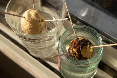 Germination method. The avocado seed is in a jar of water. Stock Photos