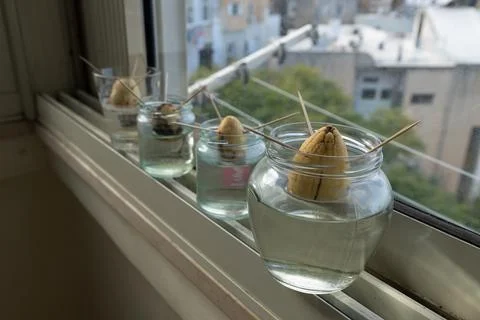 Germination method. The avocado seed is in a jar of water. Stock Photos