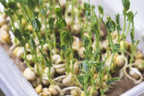 Germination of micro-greenery plants in a plastic box, Stock Photos