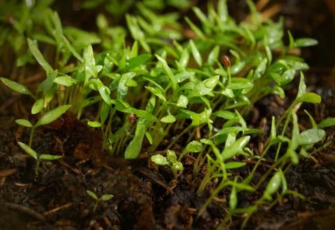 Germination Stock Photos