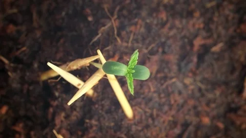 Germination of a plant from a seed. Stock Footage 246626556