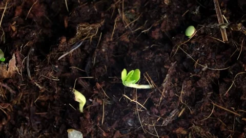 Germination of a plant from a seed. Stock Footage 246626558