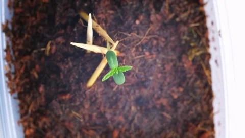 Germination of a plant from a seed. Stock Footage 248242787