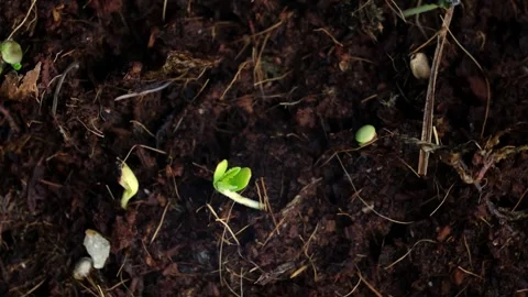 Germination of a plant from a seed. Stock Footage 255298759