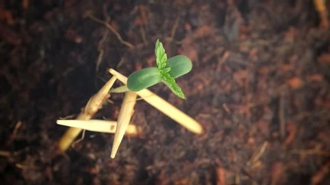 Germination of a plant from a seed. Stock Footage 255299886