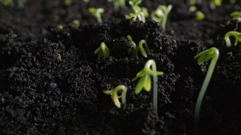 Germination of plant sprout emerging from soil in natural field Stock Footage 343685136