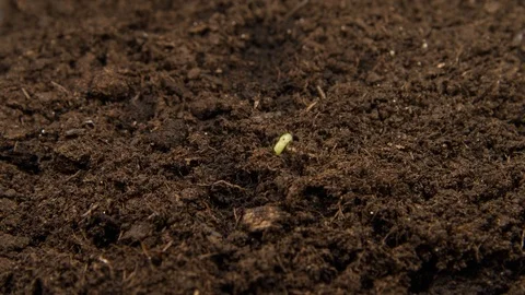 Germination of plants and drying of the soil Stock-Footage 108003649