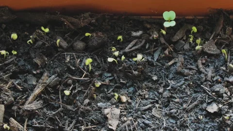 Germination of potted plants Stock Footage 151926289