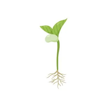 Germination process with kidney bean, roots and first leaves, flat vector Stock Illustration