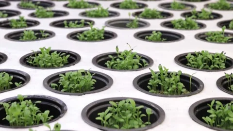 Germination on rockwool for hydroponic. Preparing for the cultivation of plants  Stock Footage 152508555