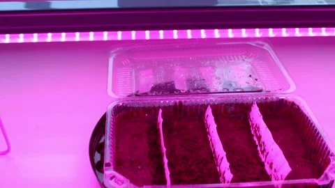 Germination of seeds in the ground under a phyto lamp on the windowsill Stock Footage 296366878