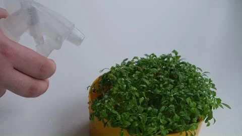 Germination of seeds at home. Stock Footage 296268899