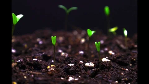 Germination seeds in spring time.Young green seedlings sprouting in soil Stock Footage 331665051