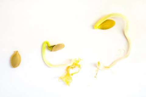 Germination sequence of pumpkin seeds isolated on white Stock Photos