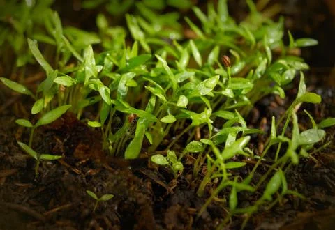 Germinations Stock Photos