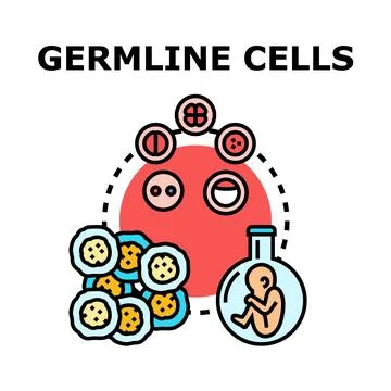 Germline cells development for genetic research Stock Illustration