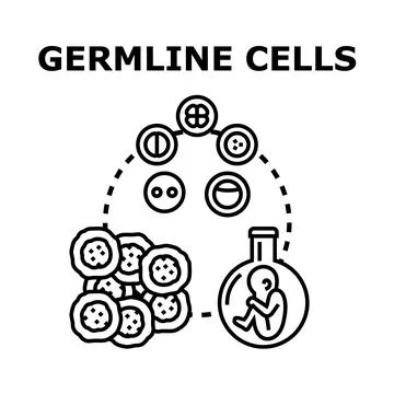 Germline cells development for genetic research Stock Illustration