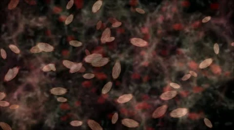 Germs or bacteria or microbes moving around under a microscope. Stock Footage 12035986