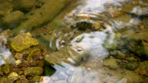 The Gerridae  commonly known as water striders walk on water Stock Footage 231422413