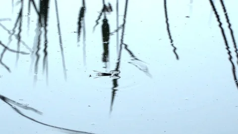 Gerridae eating smaller bug, nature of the ability to walk on water, macro, lake Stock Footage 90087982