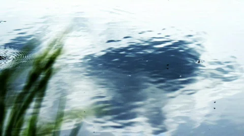 Gerridae Stock Footage 537571