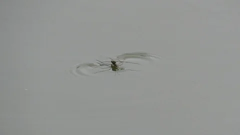 The Gerridae Stock Footage 105284293