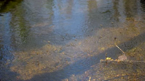 Gerridae insect floating on water in a river Stock Footage 236901925