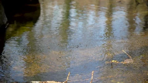 Gerridae insect floating on water in a river Stock Footage 236901926