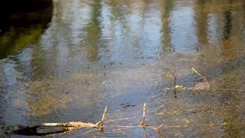 Gerridae insect floating on water in a river Stock Footage 236902229