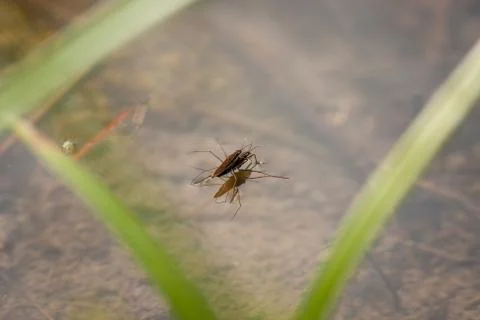 Gerridae mating in water Stock Photos