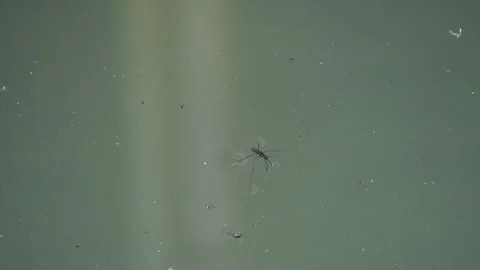 Gerridae or water striders. Stock Footage 289440920