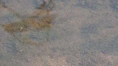Gerridae or water striders. Its Hemiptera  family insects. Stock Footage 322033169