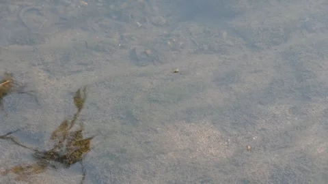 Gerridae or water striders. Its Hemiptera  family insects. Stock Footage 322033215