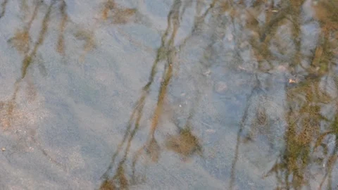 Gerridae or water striders. Its Hemiptera  family insects. Stock Footage 322033216