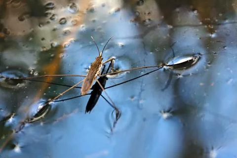 Gerridae Foto stock gratuite