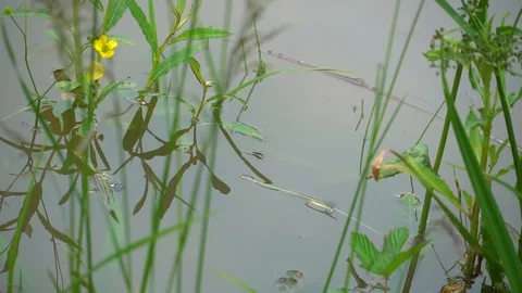 Gerridae on a surface of water Stock Footage 92005893