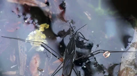 Gerridae water skater bug, nature of the ability to walk on water, macro Stock Footage