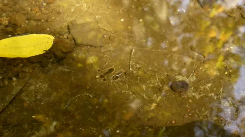 Gerridae Waterbugs in Creek Video stock 60586911