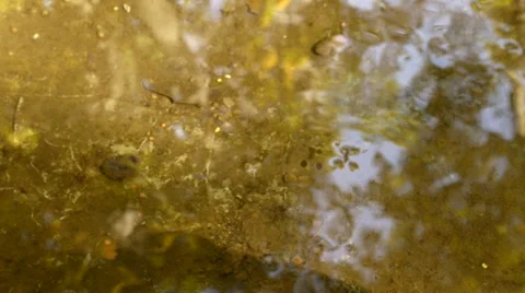 Gerridae Waterbugs in Creek Stock Footage 60586958